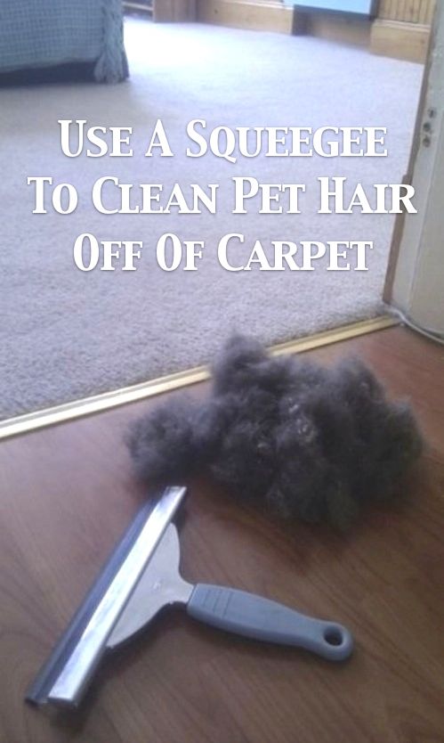 Easy way to get rid of pet hair from your carpet